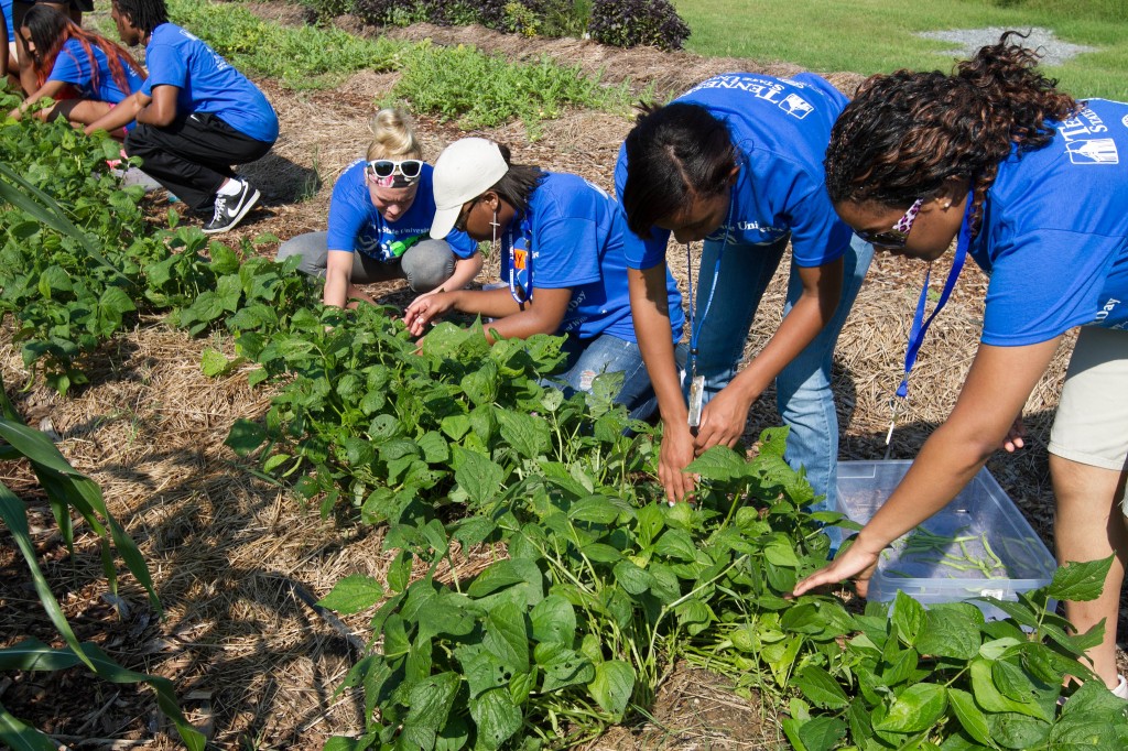 TSU freshmen work at one of the community gardens in Nashville last year as part of the Annual  Freshman Service Day. This year's service day, The Big Blue Blitz, takes place Saturday, Aug. 23. (photo by John Cross, TSU Media Relations)